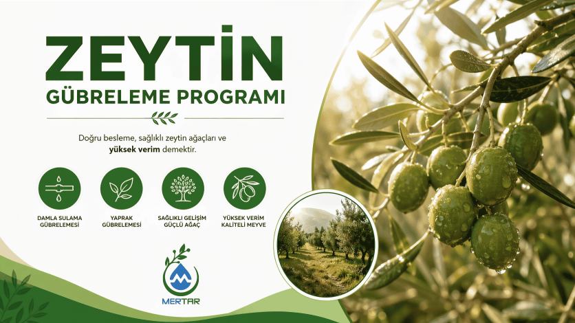 Zeytin Gübreleme Programı