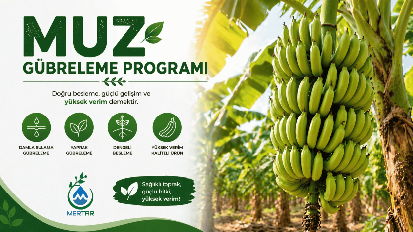 Muz Gübreleme Programı