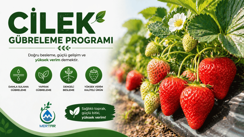 Çilek Gübreleme Programı