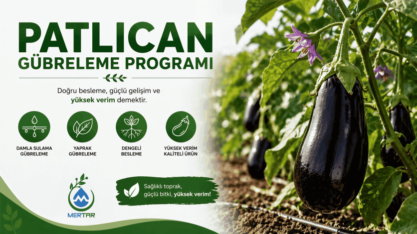 Patlıcan Gübreleme Programı