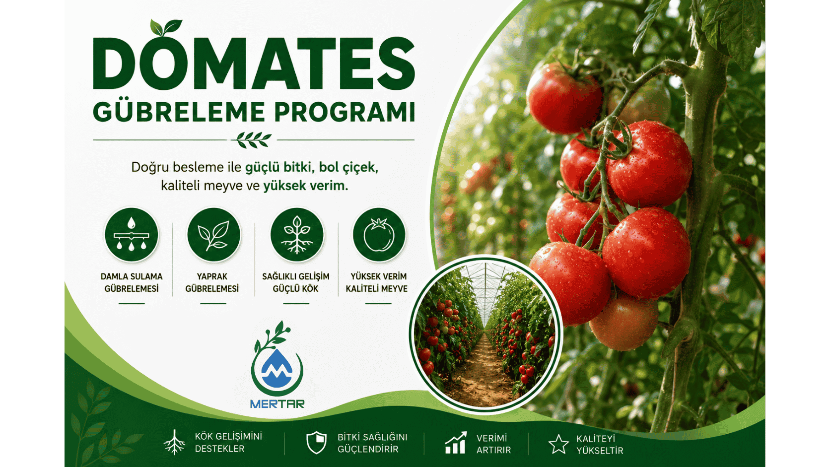 Domates (Sera) Gübreleme Programı