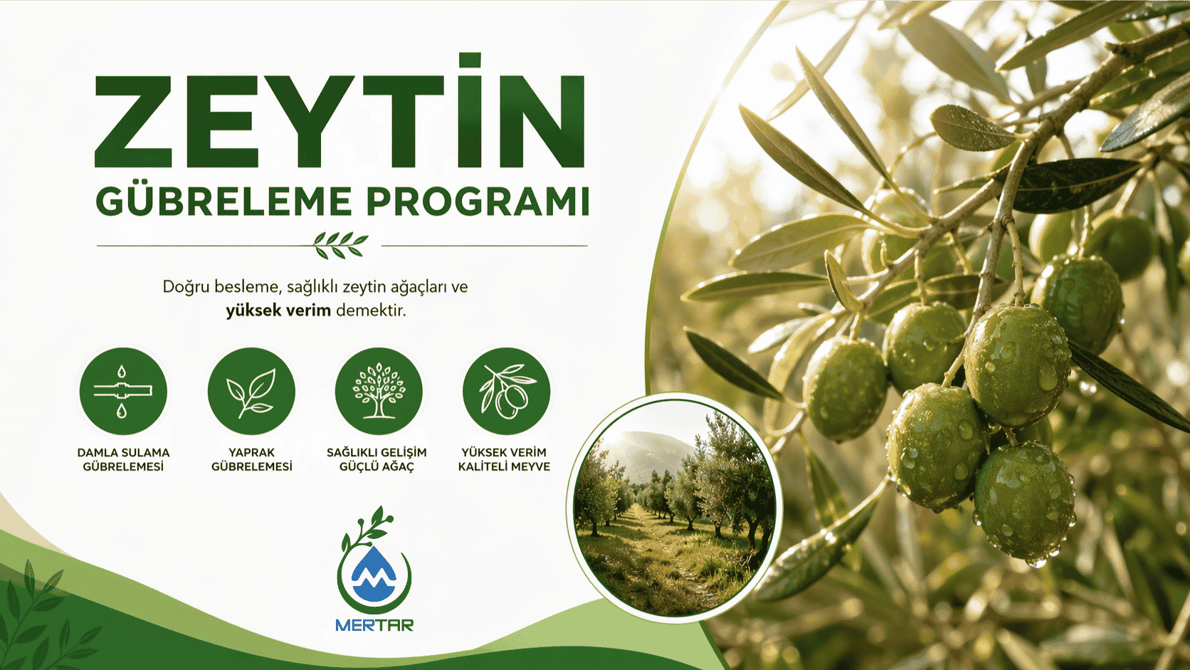 Zeytin Gübreleme Programı