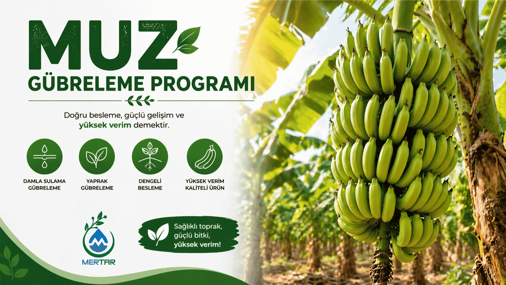 Muz Gübreleme Programı