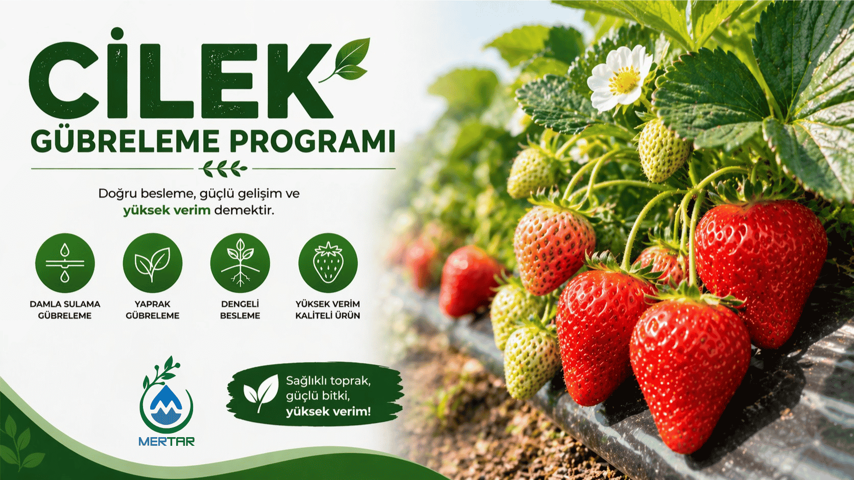 Çilek Gübreleme Programı