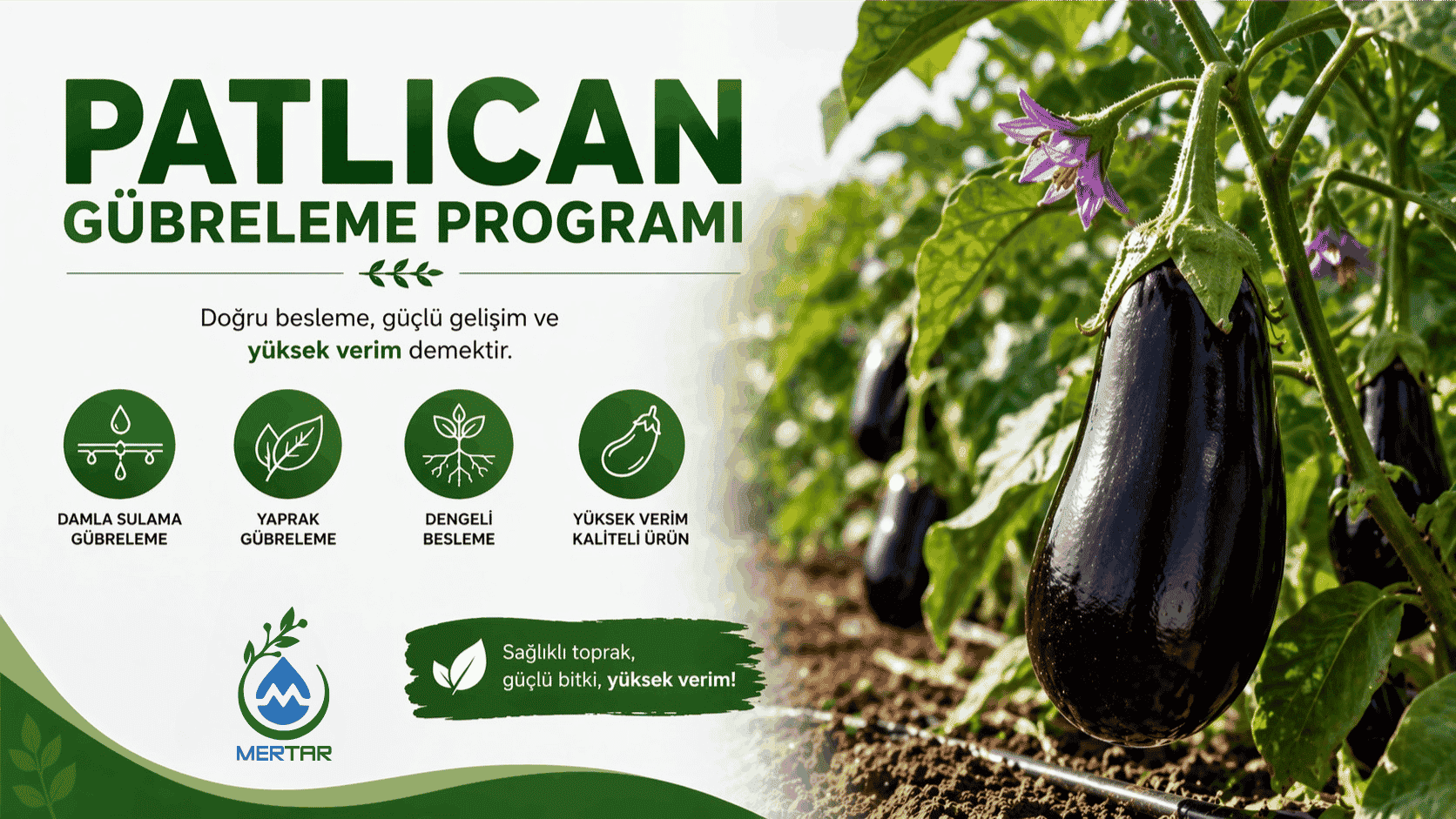 Patlıcan Gübreleme Programı