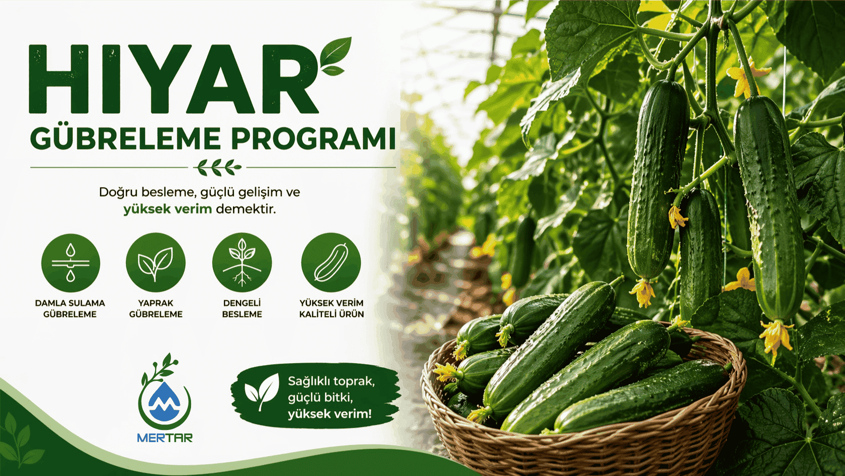 Hıyar (Salatalık) Gübreleme Programı